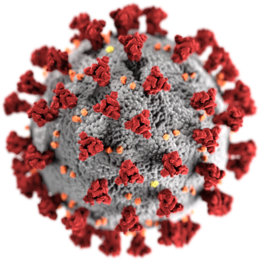 Pic Virus SARS-CoV-2.png